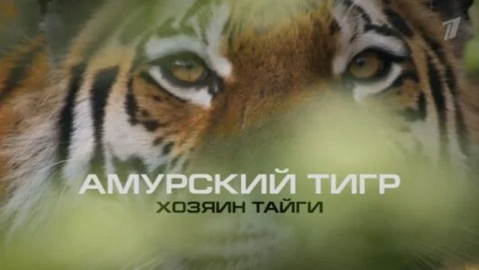 Амурский тигр. Хозяин тайги 28.09.2025