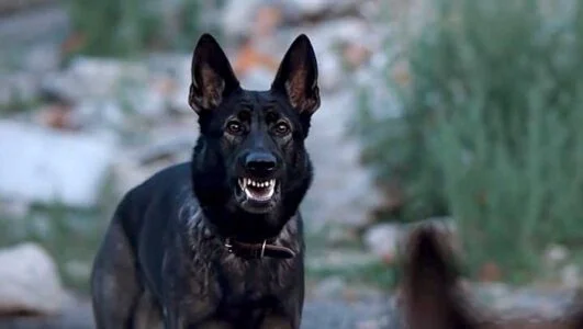 Солдат по кличке Рекс (сериал 2026) все серии